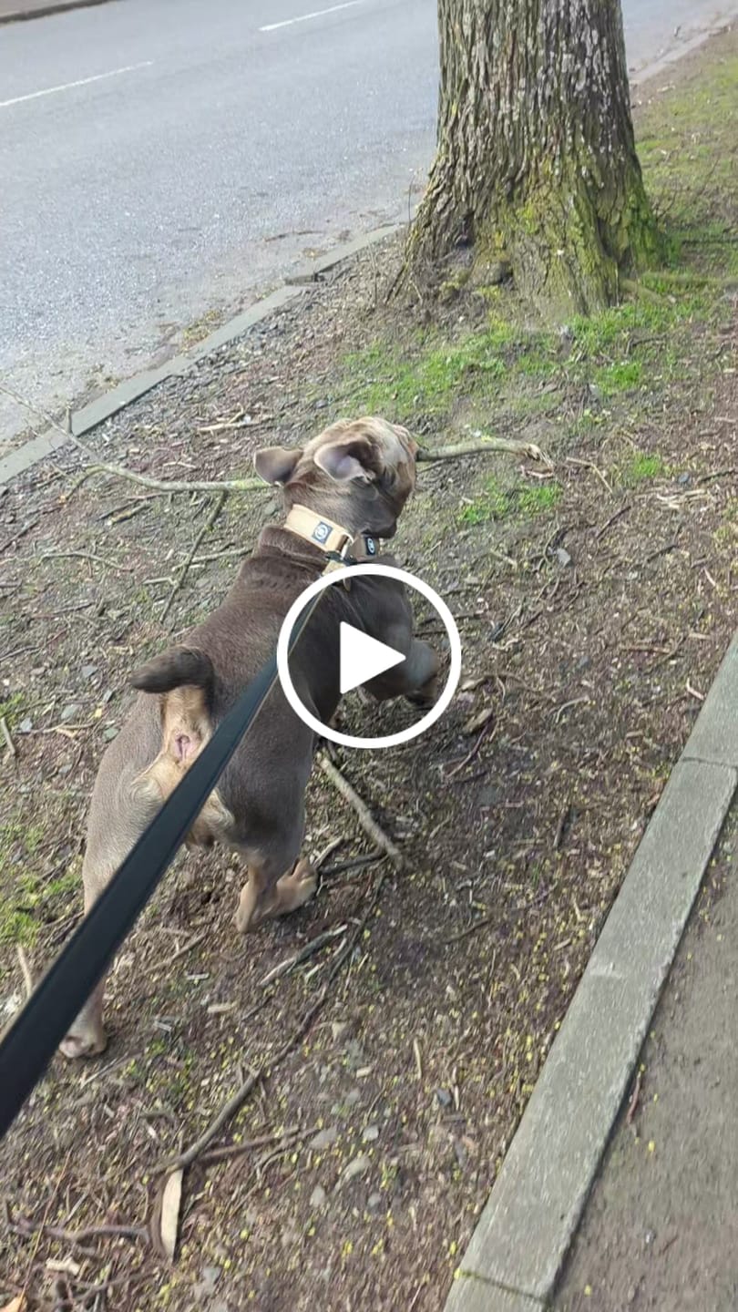 Customer video review of 1.4m Swivel Combat Lead | Neoprene Lined, Secure Rated Clip with Soft Handle - Military Tan