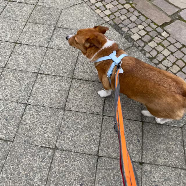 Customer photo review of HARNESS - Soft Blue