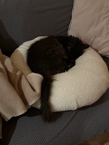 Customer photo review of Marshmallow Pudding Bed