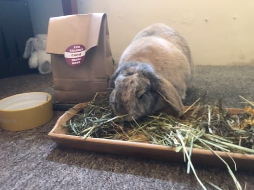 Customer photo review of Taster Pack