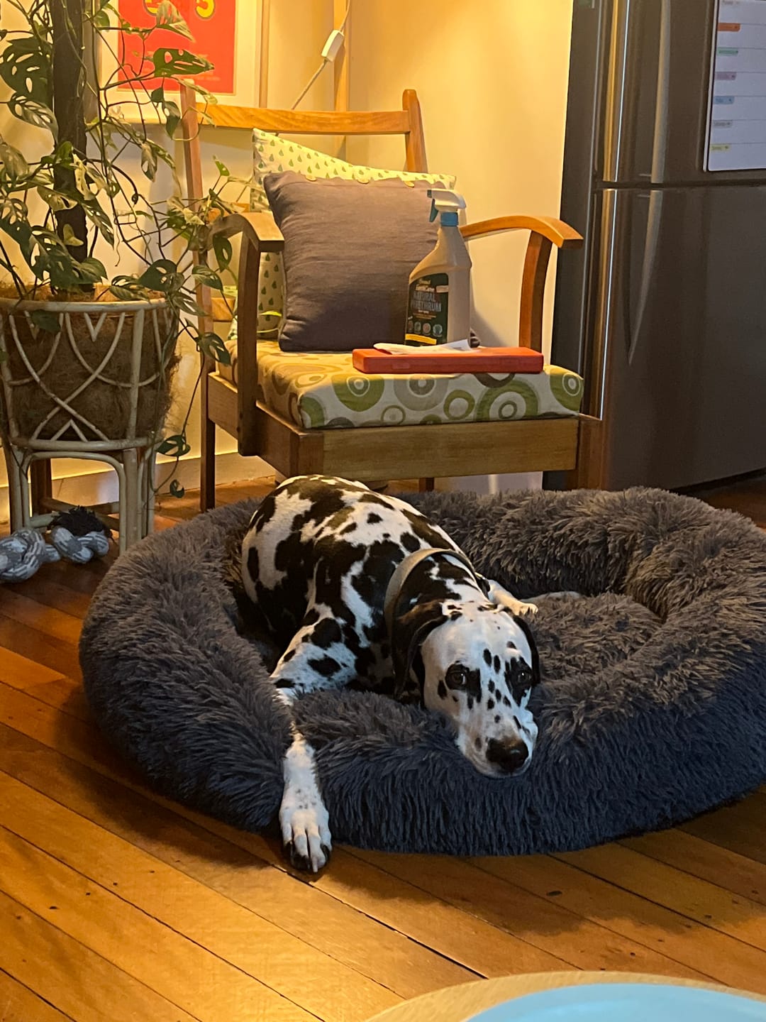 Customer photo review of Brooklyn® Deep Sleep Pet Bed