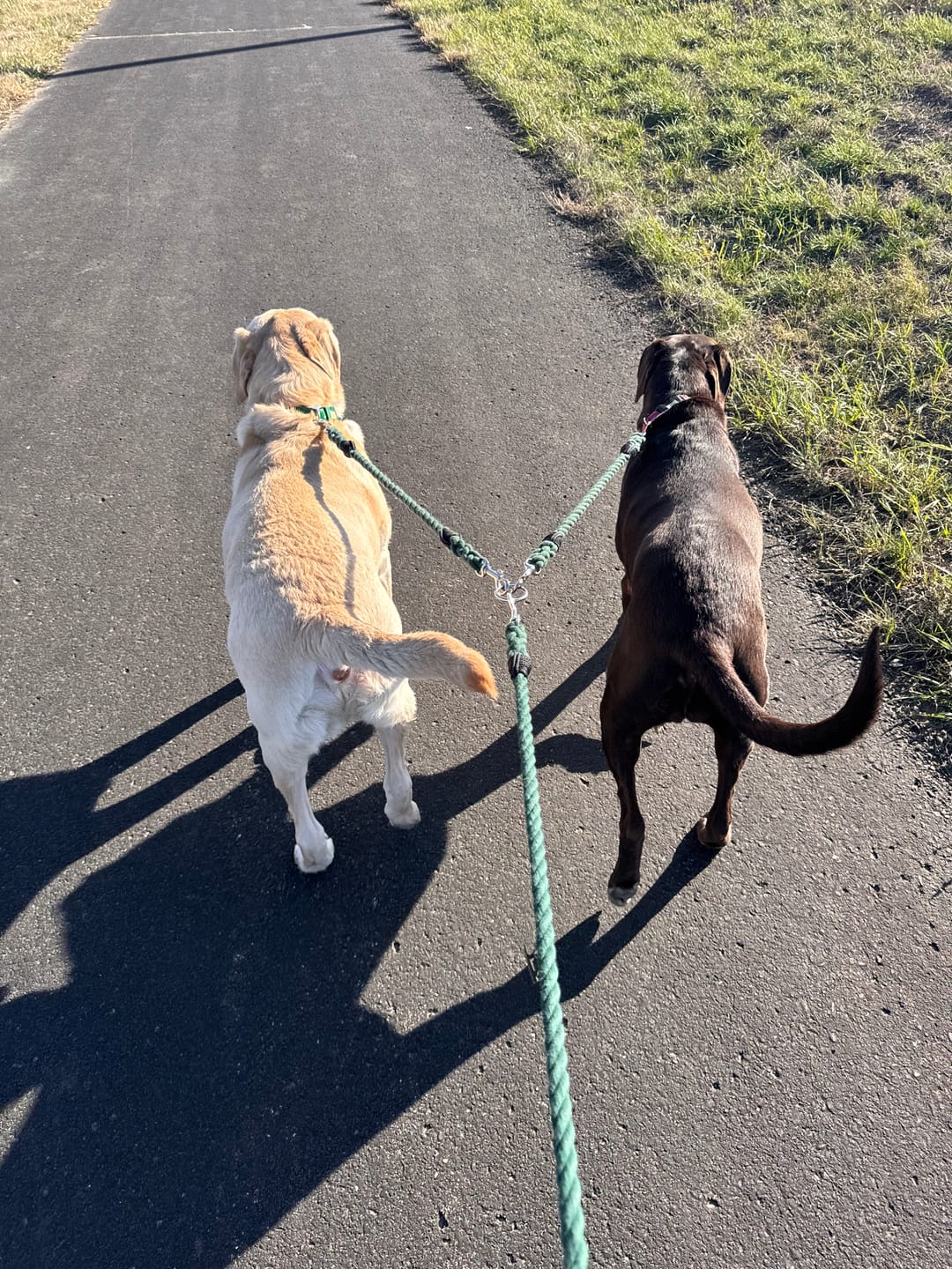Customer photo review of Cotton Rope Multi-Dog Leash Connector