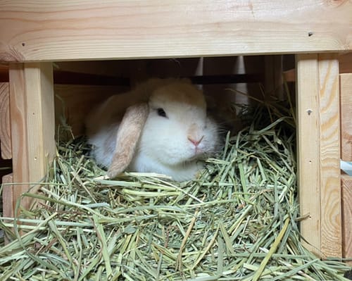 Customer photo review of 50/50 Hay Box