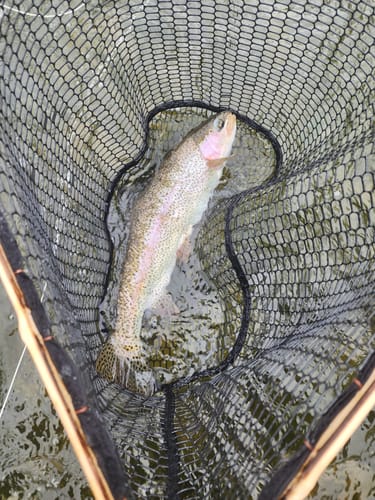 Customer photo review of Downstream