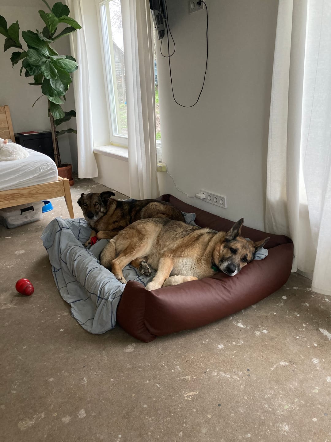 Customer photo review of Light All breeds ar tunci un rīsiem