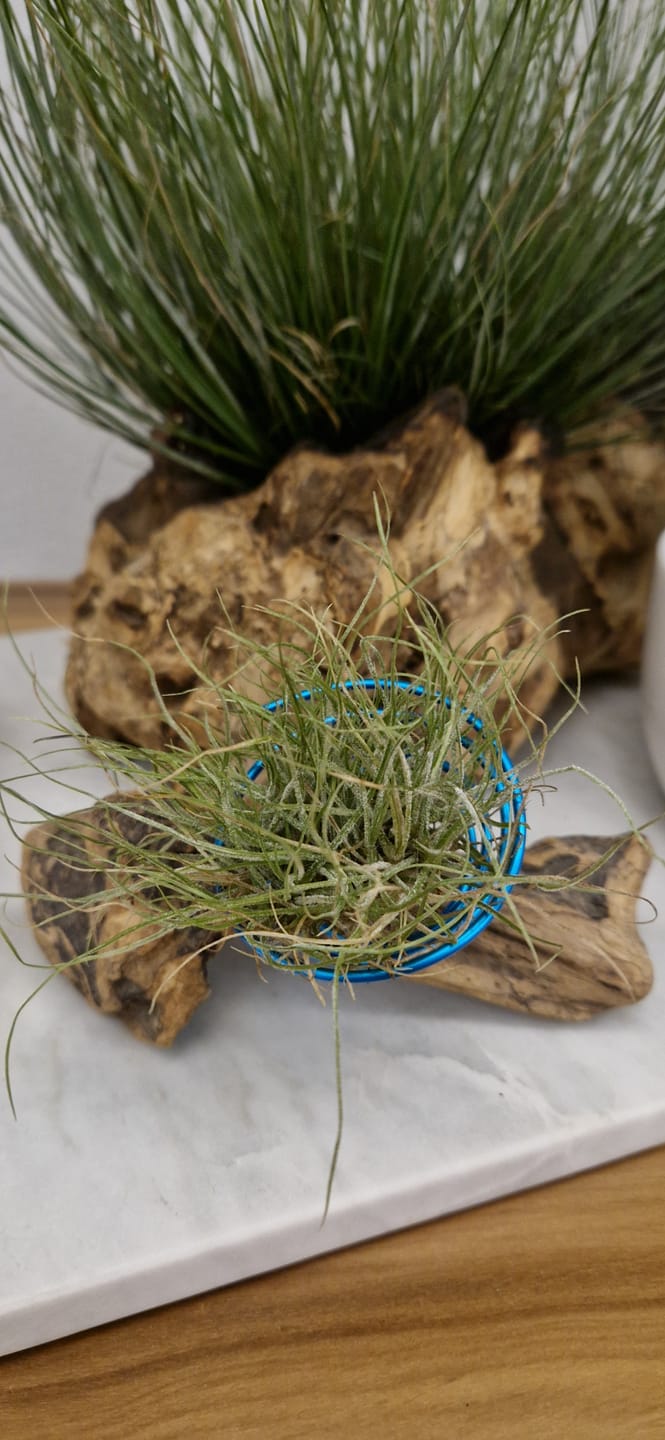 Customer photo review of Tillandsia schiedeana major - Mini Pulk