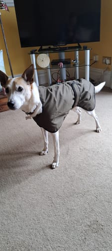 Customer photo review of Regna - Lightweight Summer Sighthound Coat with Harness Hole Zip