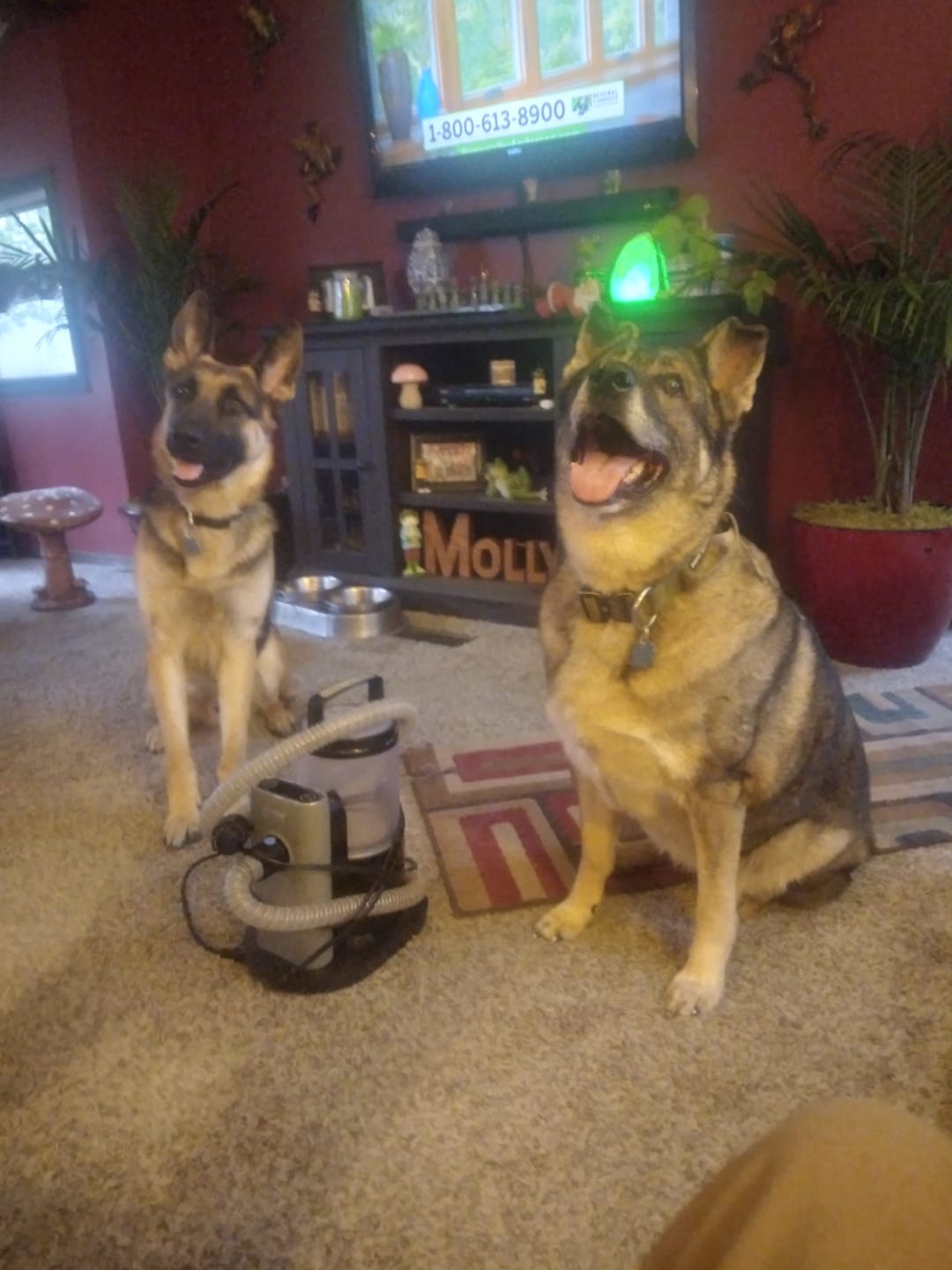 Customer photo review of Carrying Case for furMe Grooming Vacuum