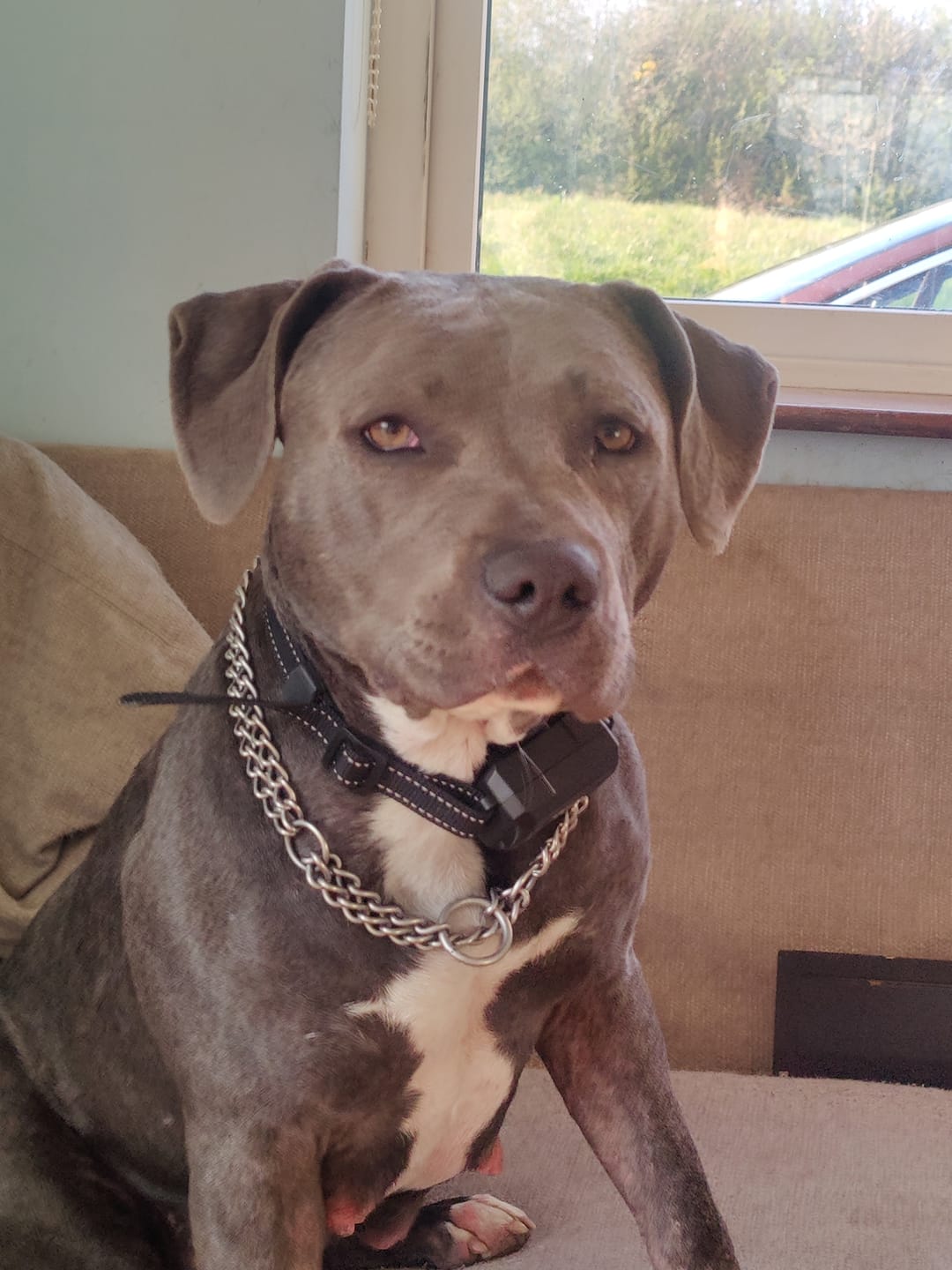 Customer photo review of GPS Dog Fence System F8