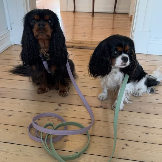 Customer photo review of HARNESS - Lilac