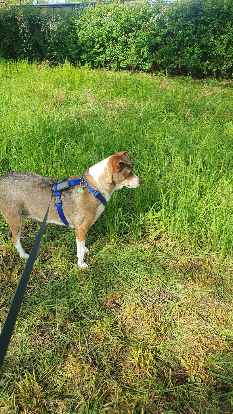 Customer photo review of Premium Hundegeschirr gepolstert