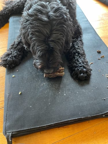 Customer photo review of Roo Lumbar Pieces - Natural Dental Chews!