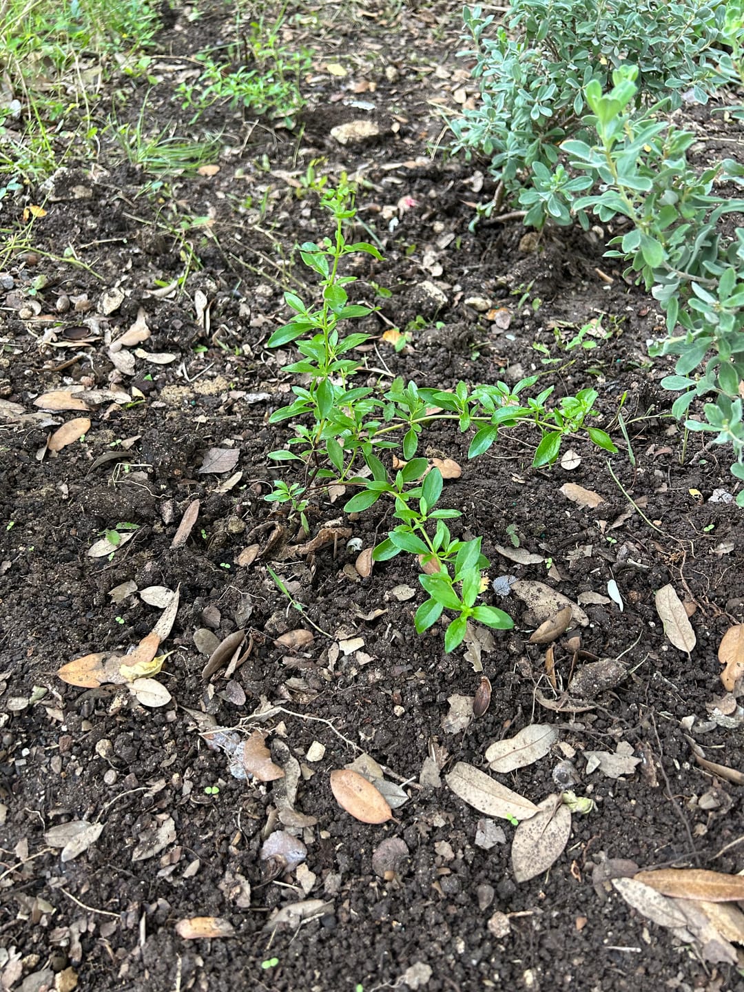 Customer photo review of Mexican Oregano