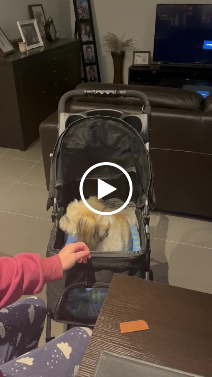 Customer video review of PaWz 4 Wheels Pet Stroller with Detachable Basket