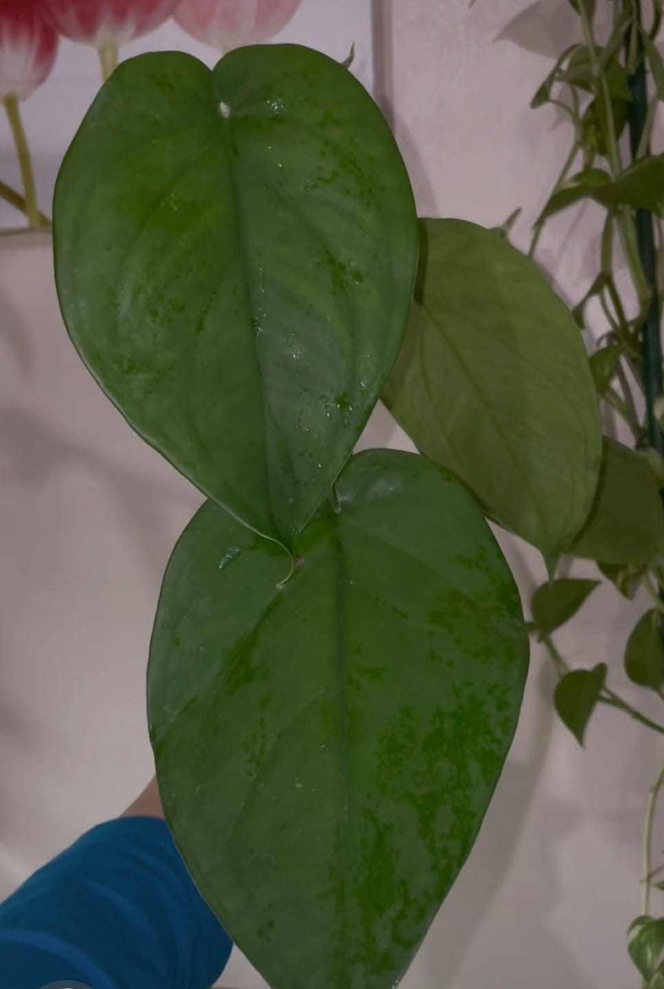 Customer photo review of Syngonium chiapense