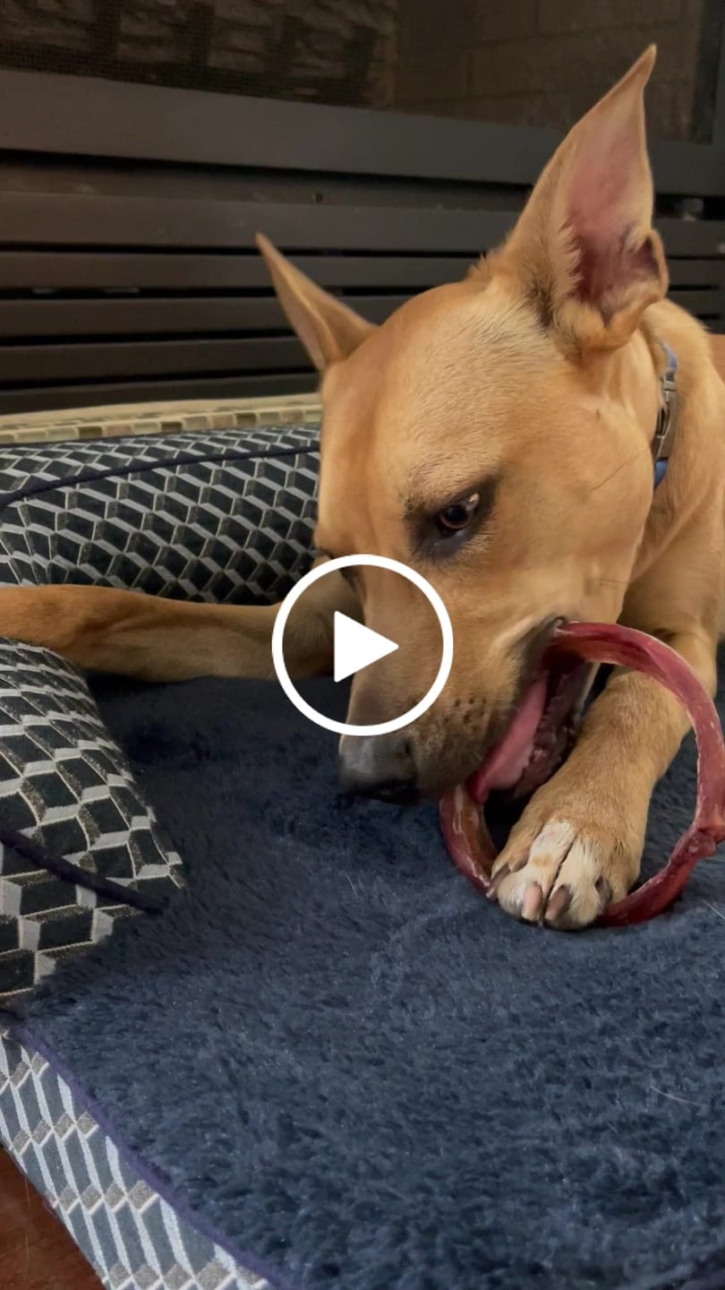 Customer video review of Bully Stick Ring