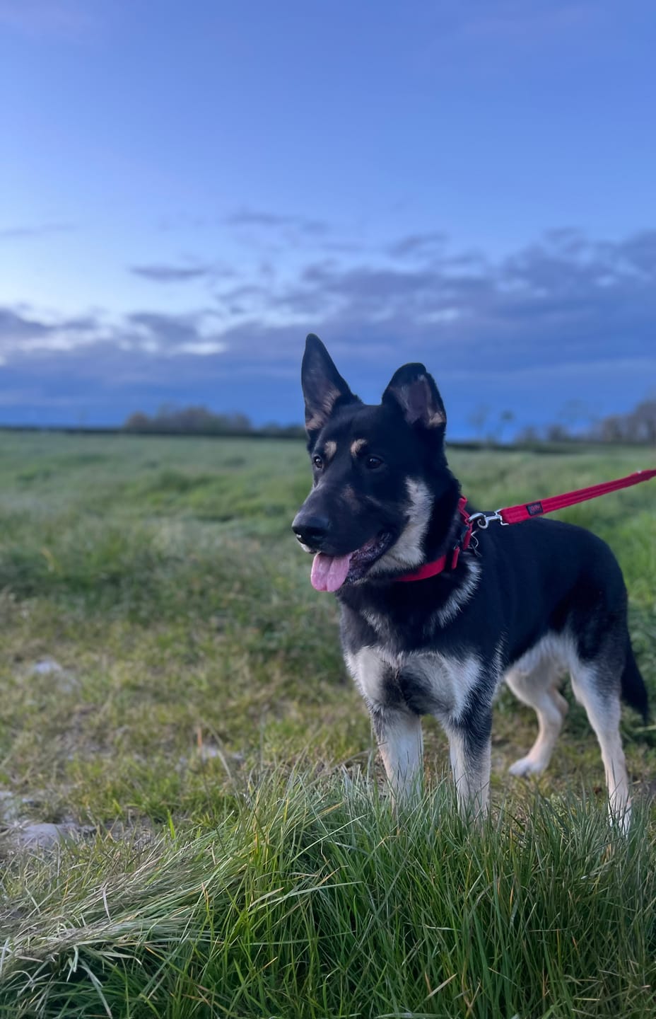 Customer photo review of 4cm Combat® Collar | With Handle & Rated Clip - Red v2.0