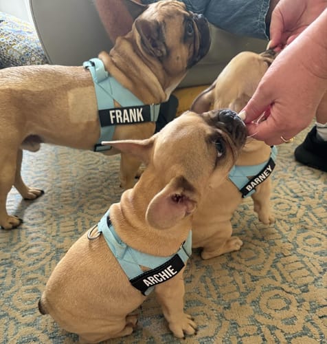 Customer photo review of Dog Harness