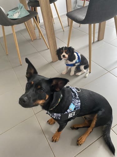 Customer photo review of Dog Harness