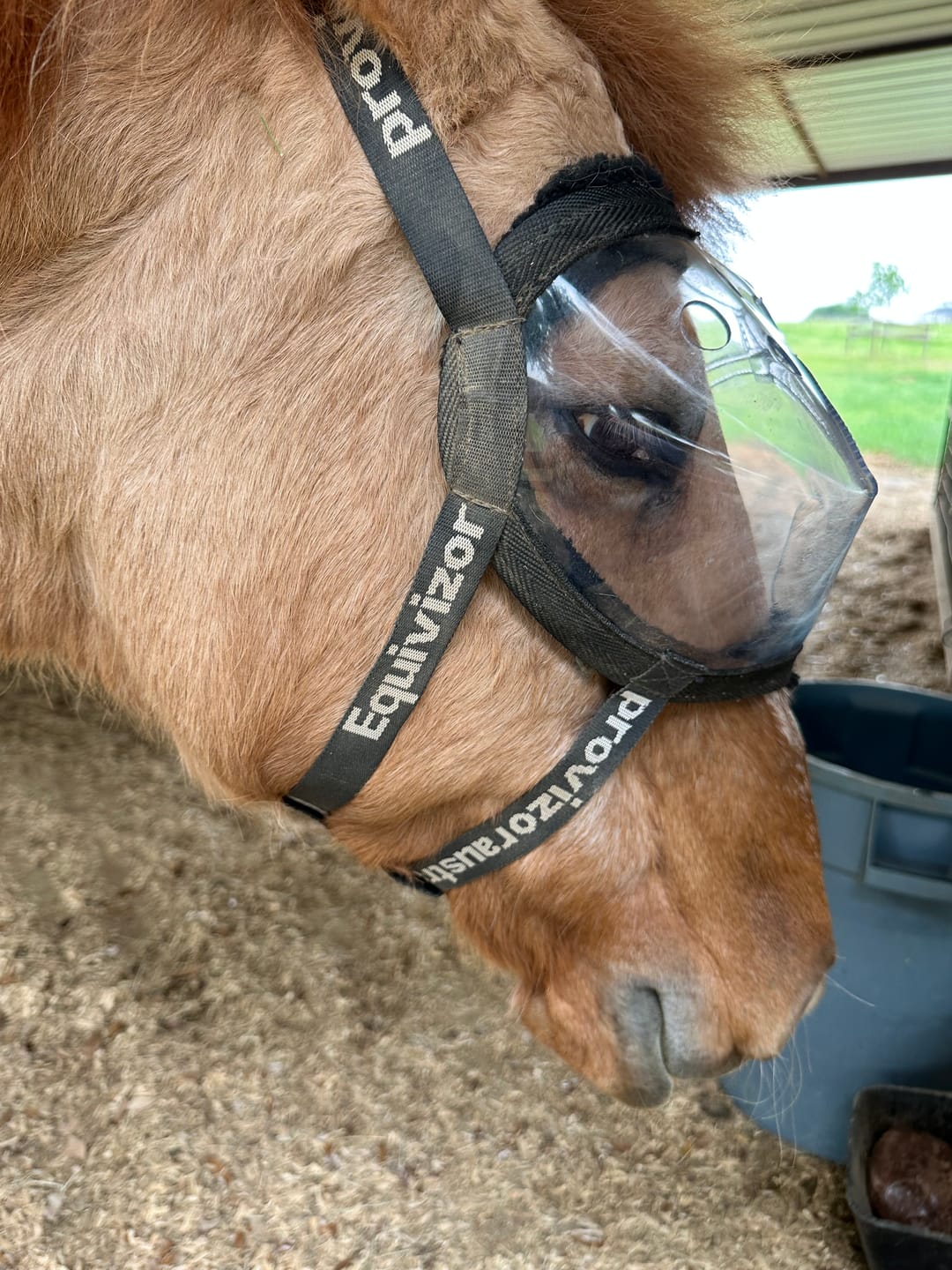 Customer photo review of BUNDLE - EquiVizor Clip and Fasteners