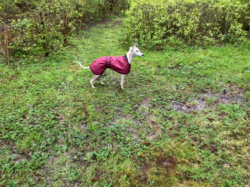 Customer photo review of Regna - Lightweight Summer Sighthound Coat with Harness Hole Zip