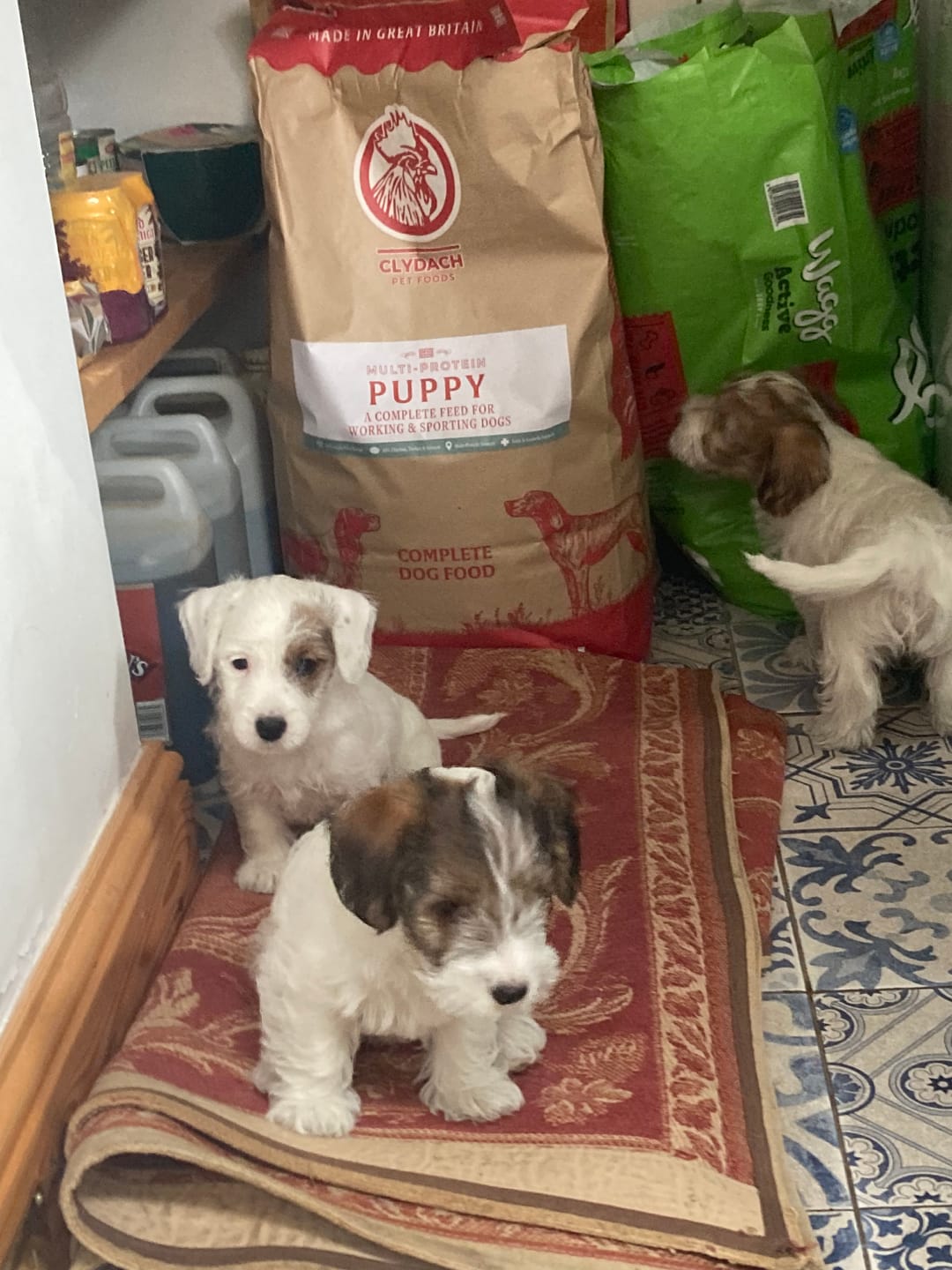 Customer photo review of MultiProtein Dry Puppy Food