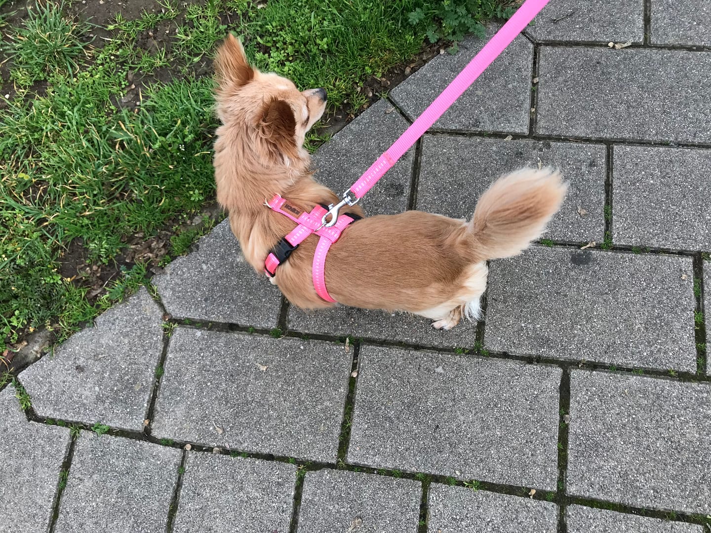 Customer photo review of Premium Sicherheitsgeschirr gepolstert, Panikgeschirr