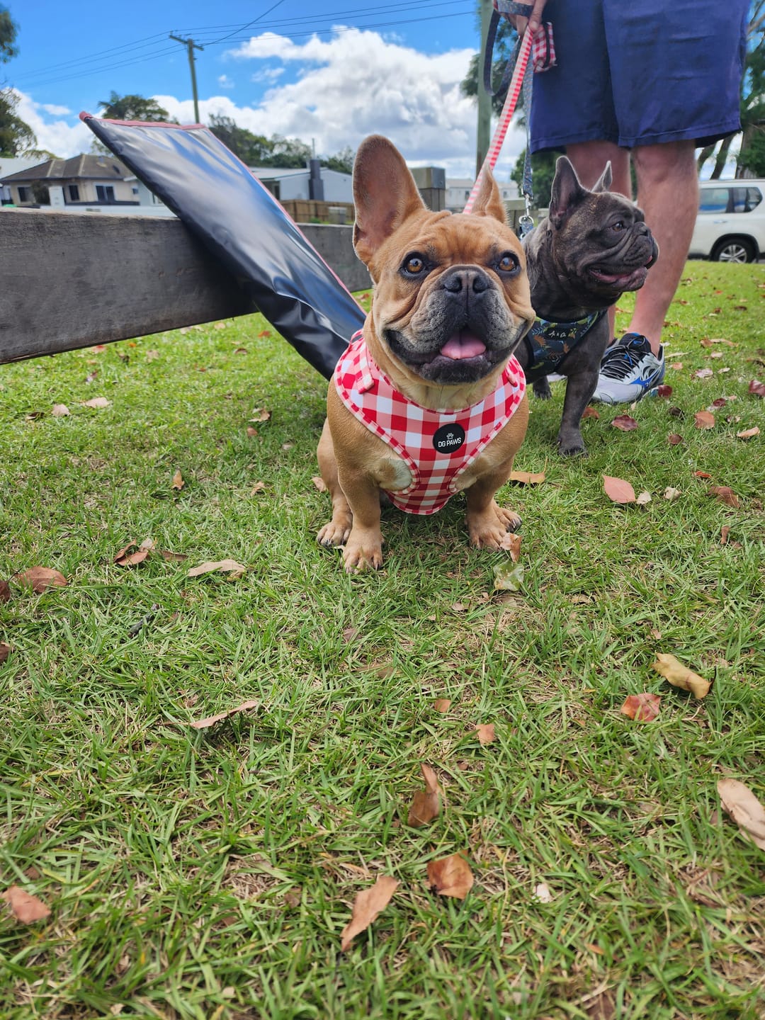 Customer photo review of Luna Dog Harness