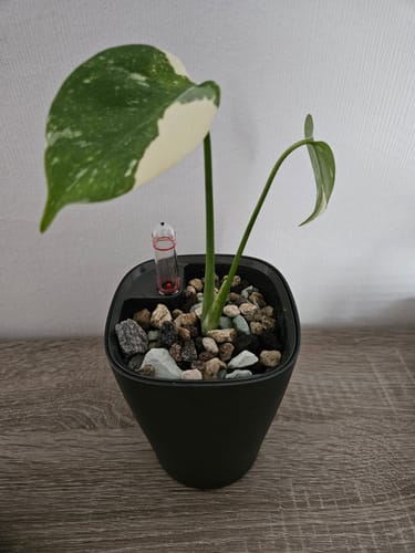 Customer photo review of Muddis Erde - Mineralisches Substrat