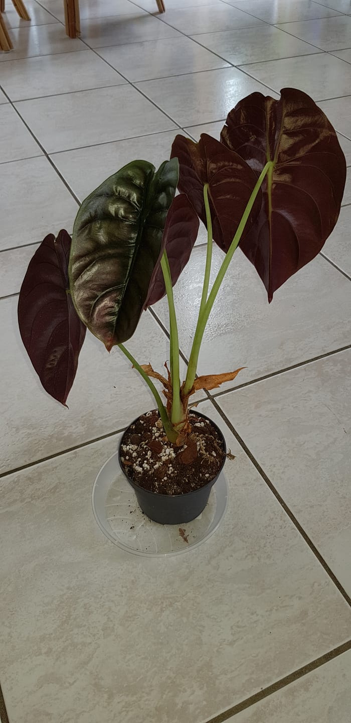 Customer photo review of ALOCASIA CUPREA RED SECRET