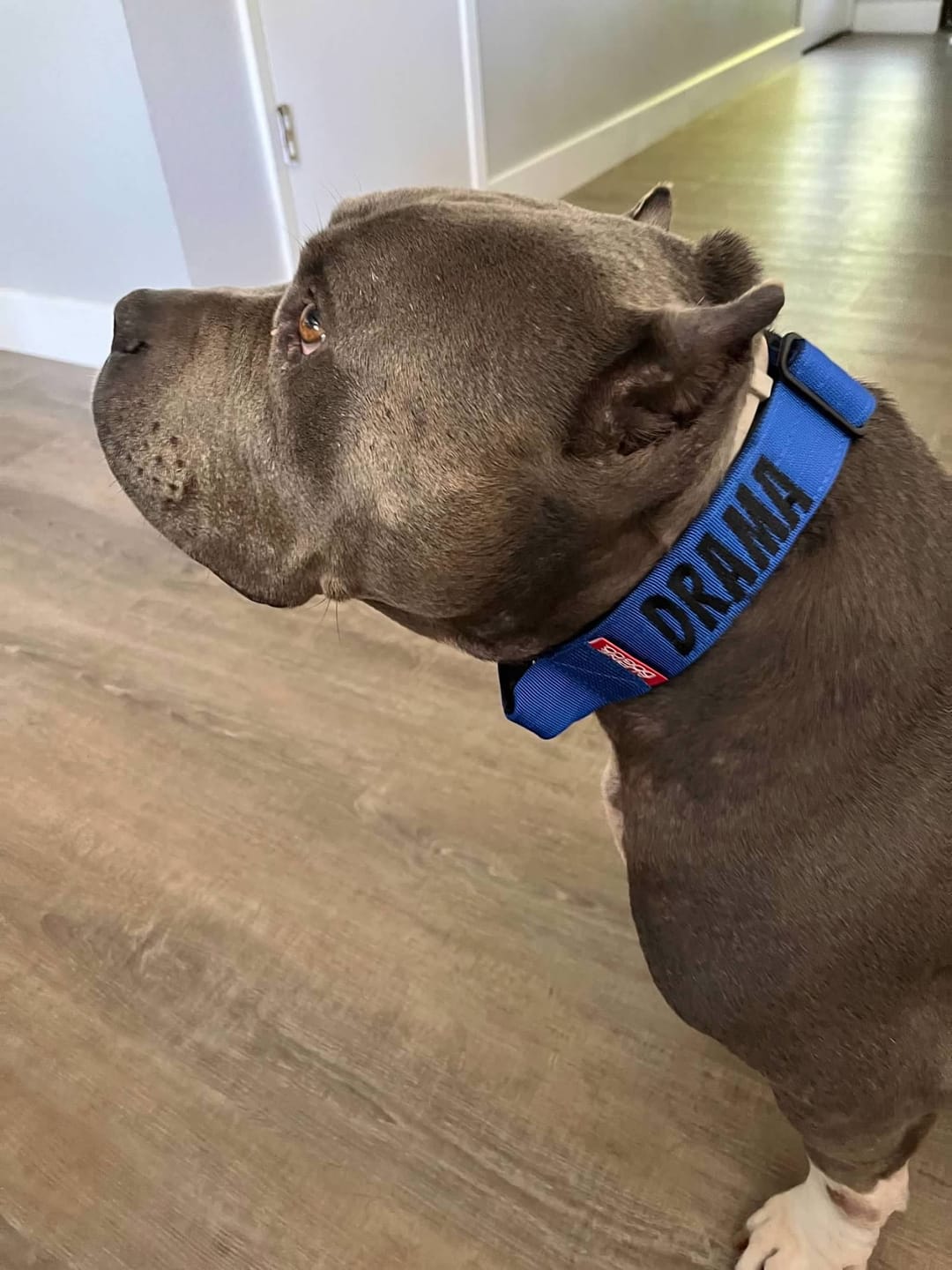 Customer photo review of 1.5" Tacti Slim Dog Collar - Cobalt