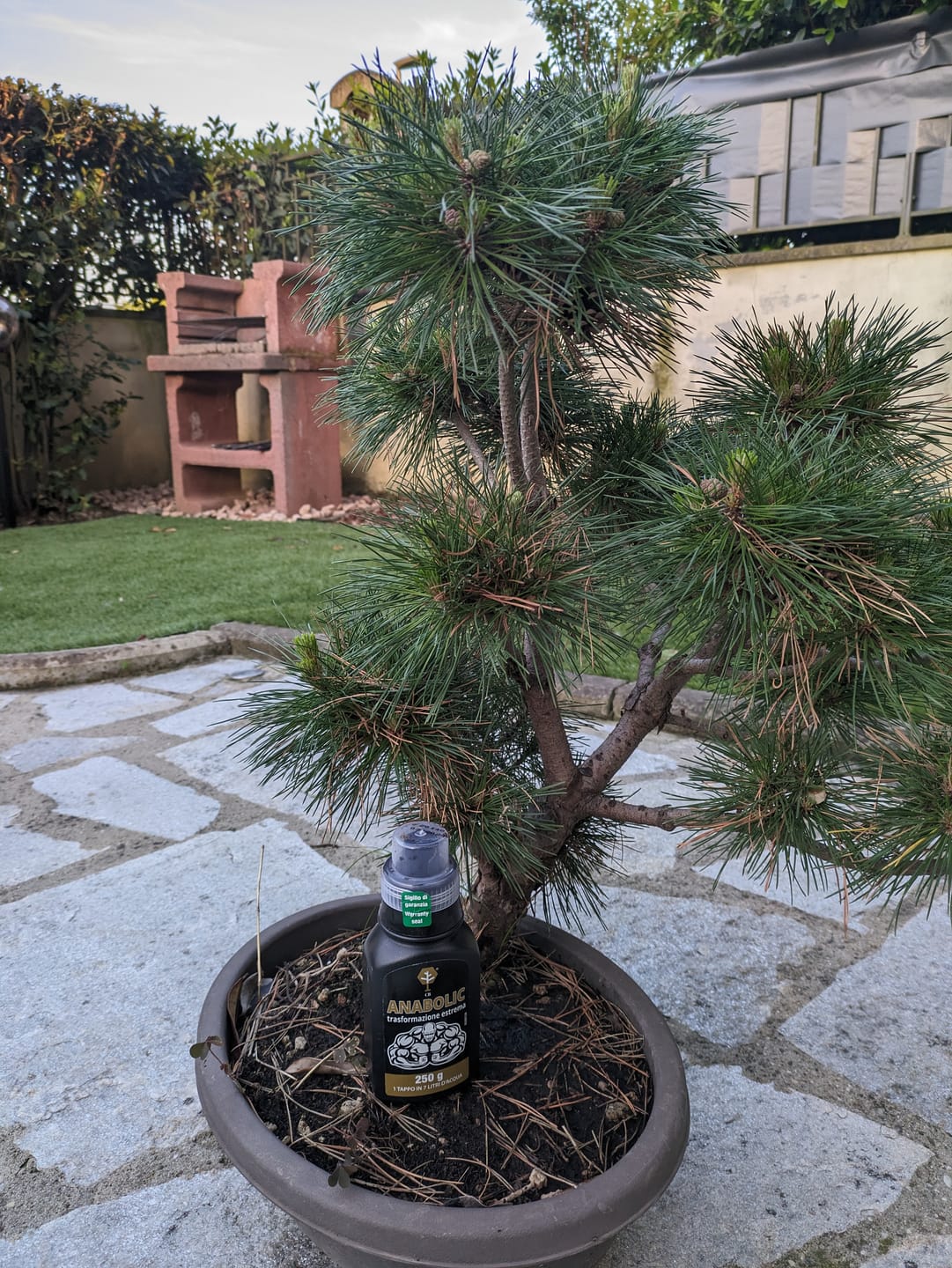 Customer photo review of ESTATE BOMBA PACK