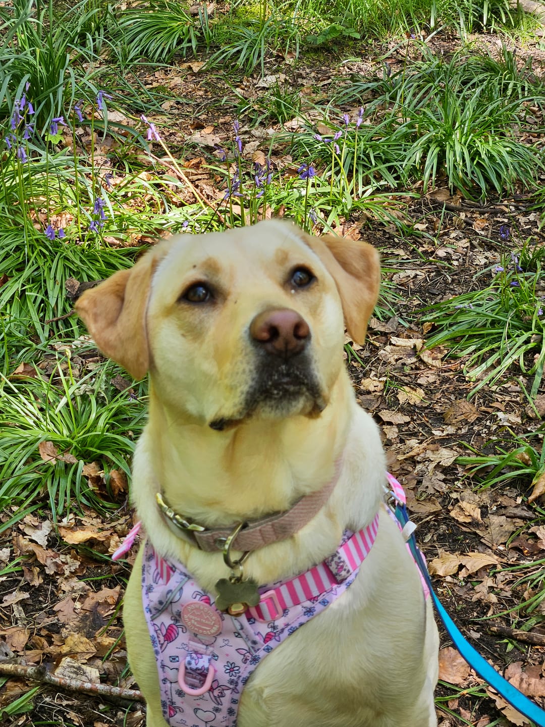 Customer photo review of Tough Trails™ Harness - Piglet
