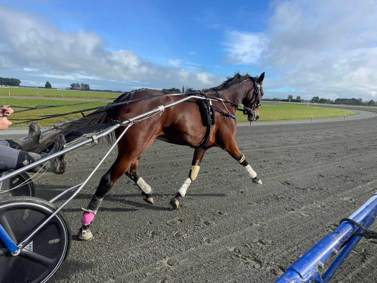 Customer photo review of Digestive RP - Sporthorse gut supplement