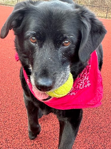 Customer photo review of MCT CBD Oil : PET & HUMAN SUPER DOSE - 4,000 MG CBD CBD for dogs and cats