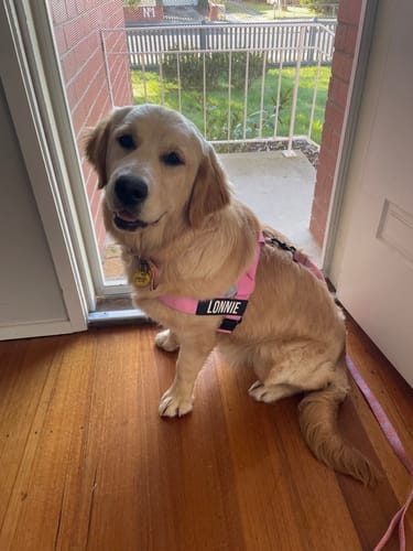 Customer photo review of Dog Harness