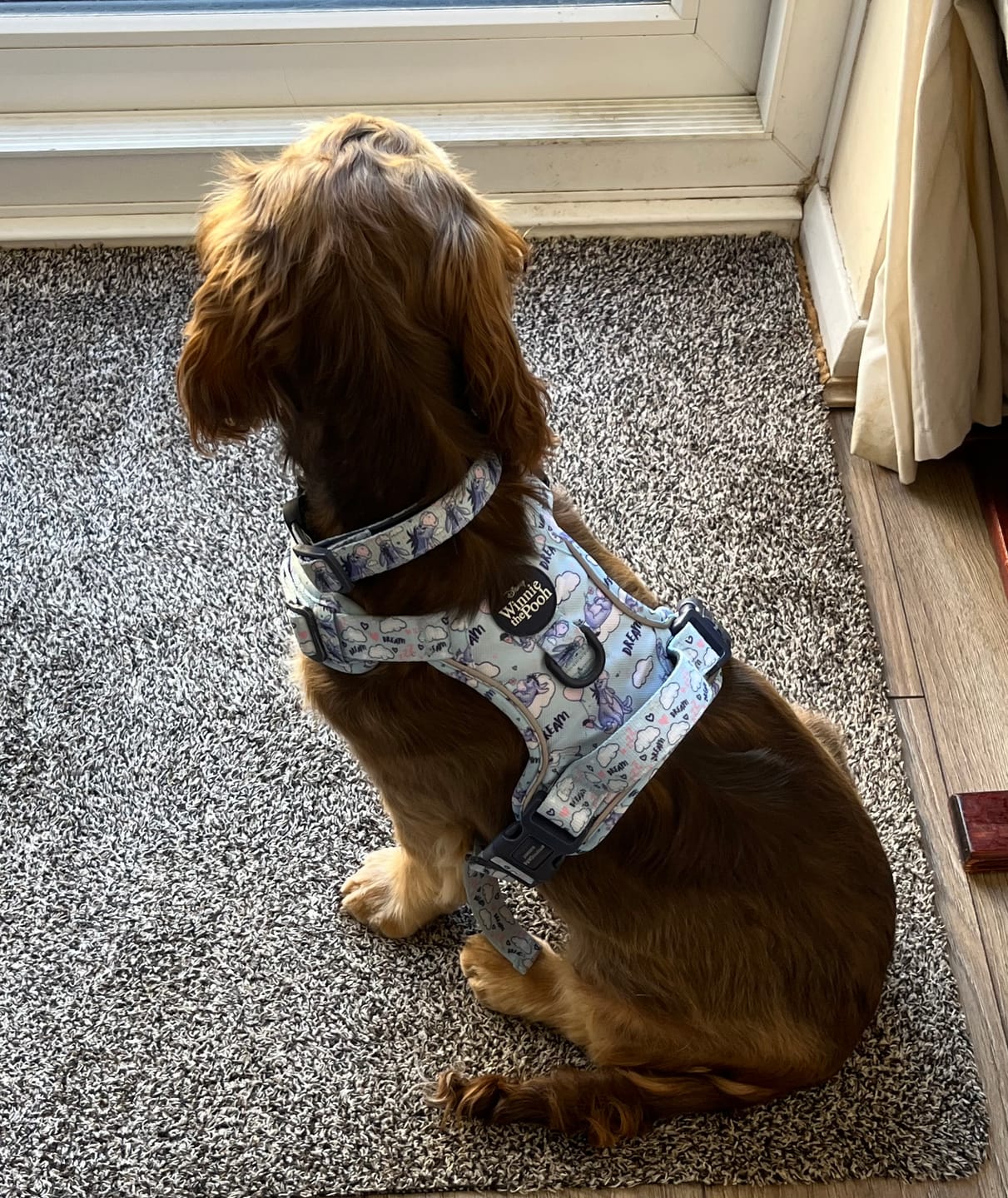 Customer photo review of Collar - Eeyore