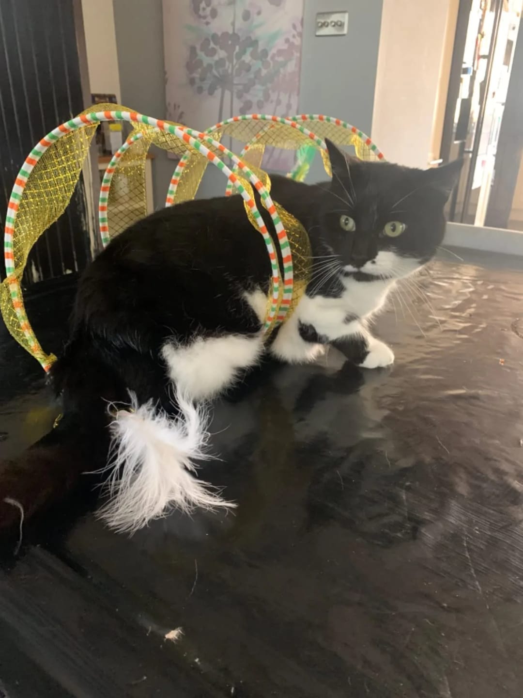 Customer photo review of Spiral Tunnel Toy