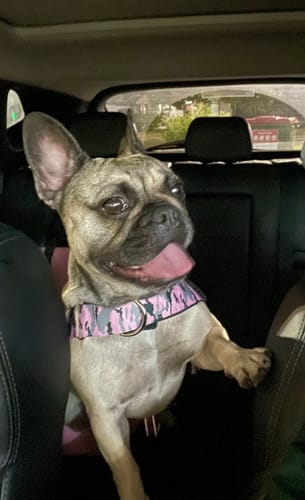 Customer photo review of Dog Harness