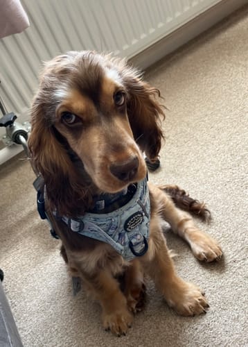 Customer photo review of Tough Trails™ Harness - Eeyore