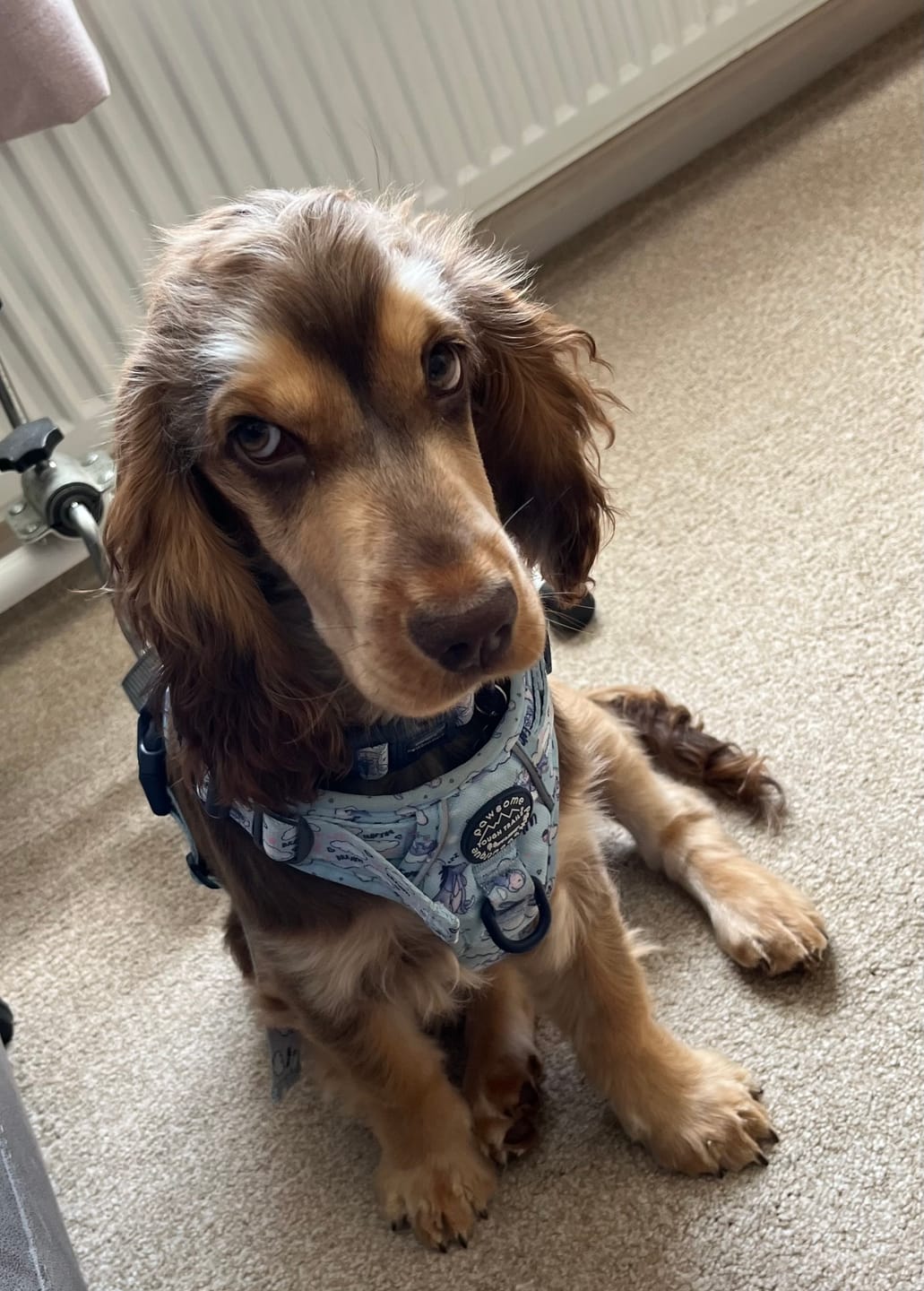 Customer photo review of Tough Trails™ Harness - Eeyore