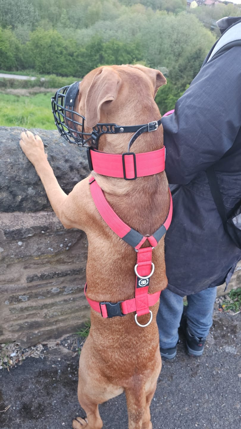 Customer photo review of 5cm Combat® Collar | With Handle & Rated Clip - Red v2.0