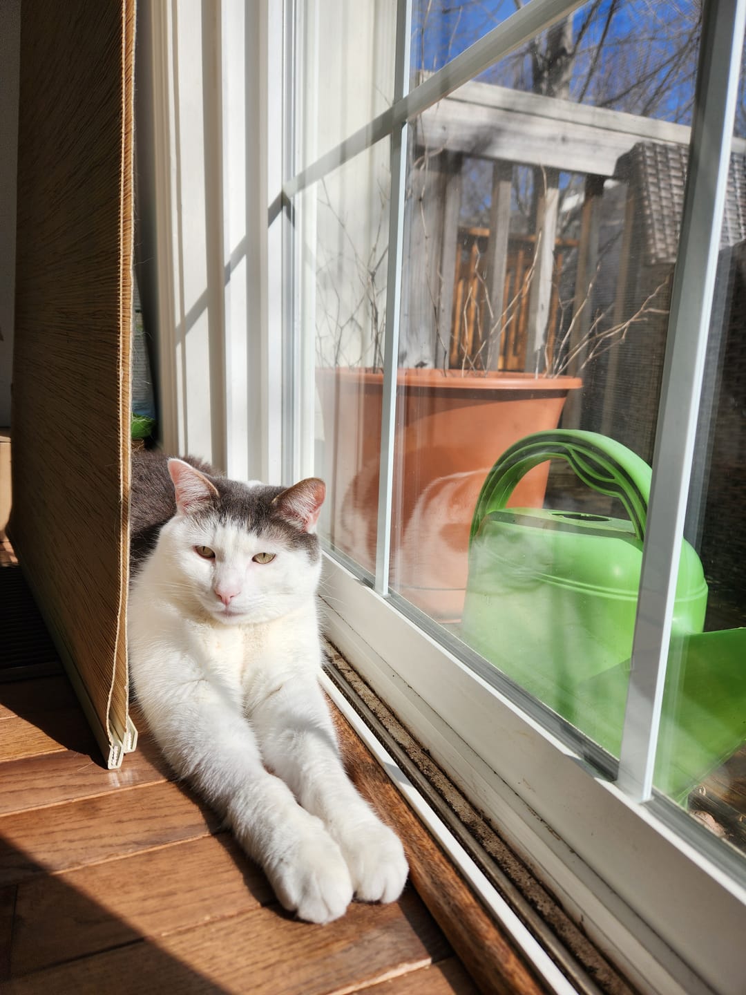 Customer photo review of Royal Canin Veterinary Diet - Urinary SO + Hydrolyzed Protein Dry Cat Food