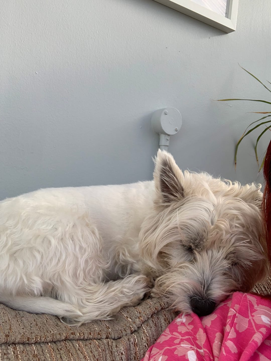 Customer photo review of Calming Soft Chews for Dogs - Helps Reduce Stress & Tension