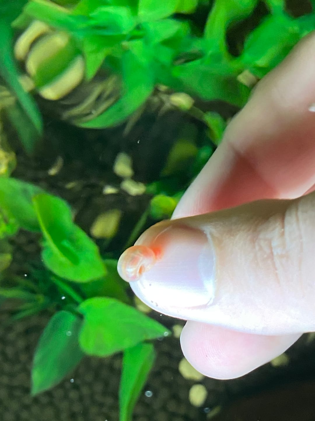 Customer photo review of RAMSHORN SNAILS (ASSORTED BLUE, PINK,GREY,GOLD)