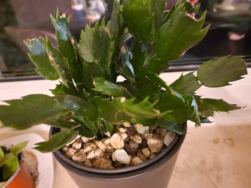 Customer photo review of Muddis Erde - Mineralisches Substrat