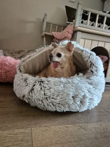 Customer photo review of Shell Bed