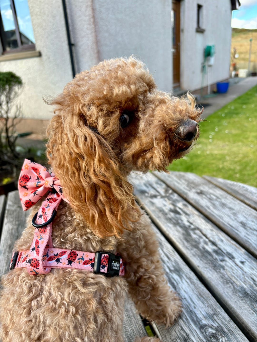 Customer photo review of Adjustable Dog Harness - Snug As A Lady Bug