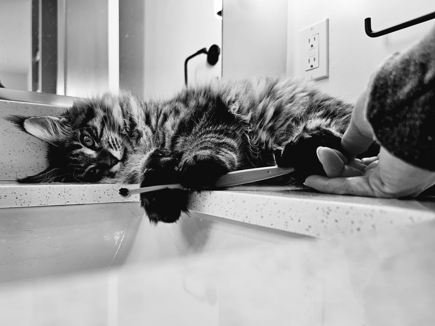 Customer photo review of RYERCAT Dual Sided Cat Toothbrush
