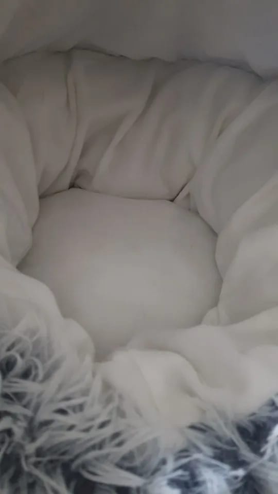 Customer photo review of Shell Bed
